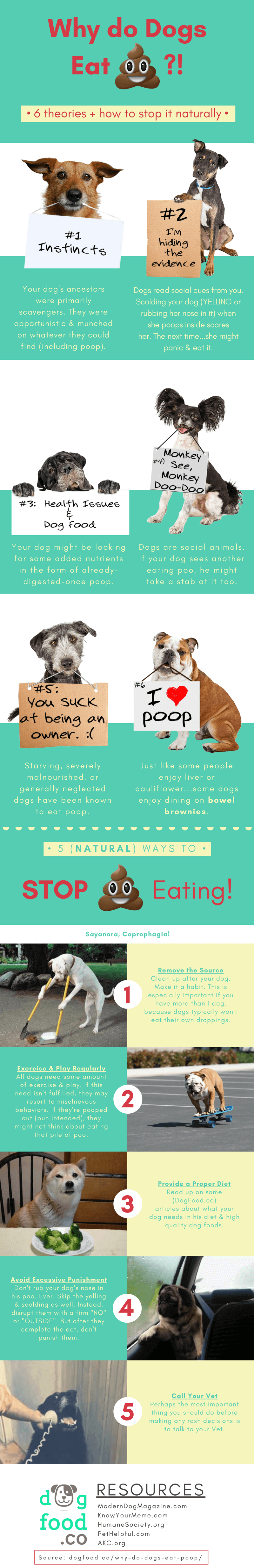 Why do dogs eat poop infographic
