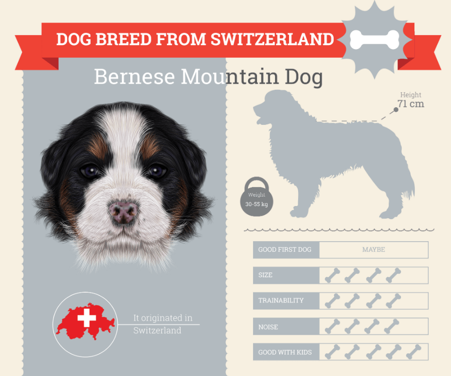 Bernese Mountain Dog breed information infographic