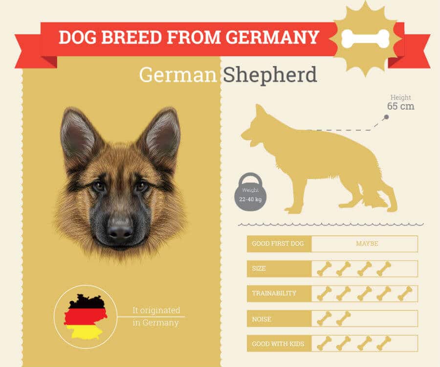German Shepherd Dog Breed Information Infographic