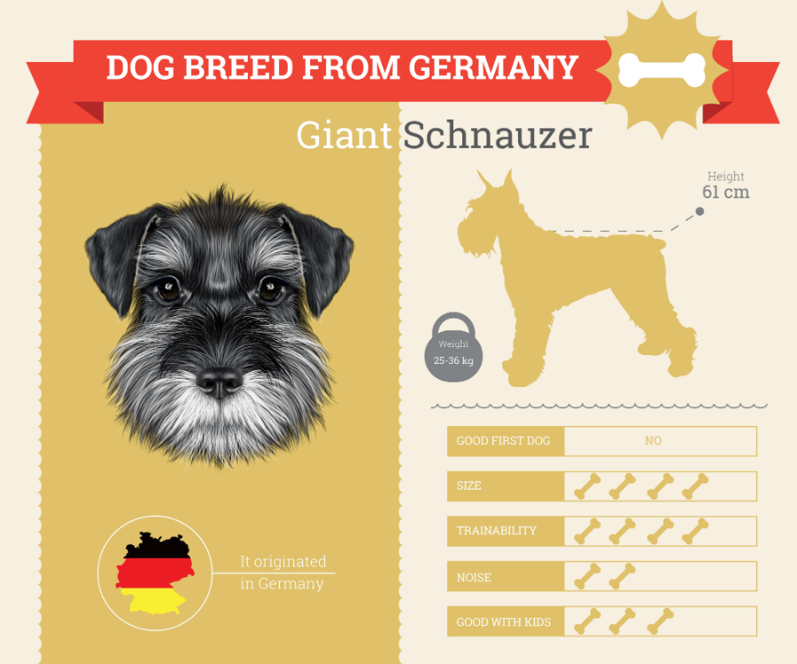 Giant Schnauzer dog breed information infographic