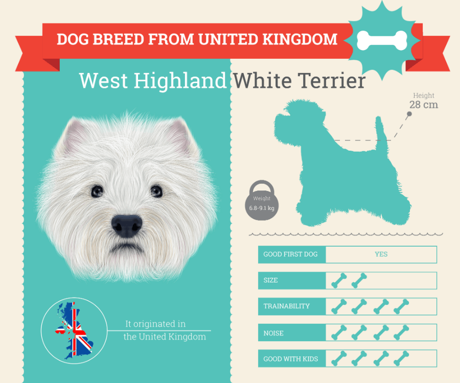 West Highland White Terrier (Westie) dog breed information infographic
