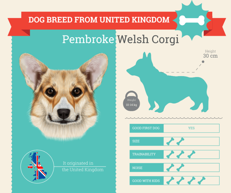 Pembroke Welsh Corgi dog breed information infographic