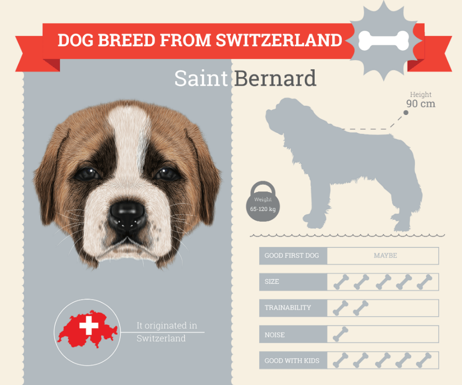 Saint Bernard dog breed information infographic