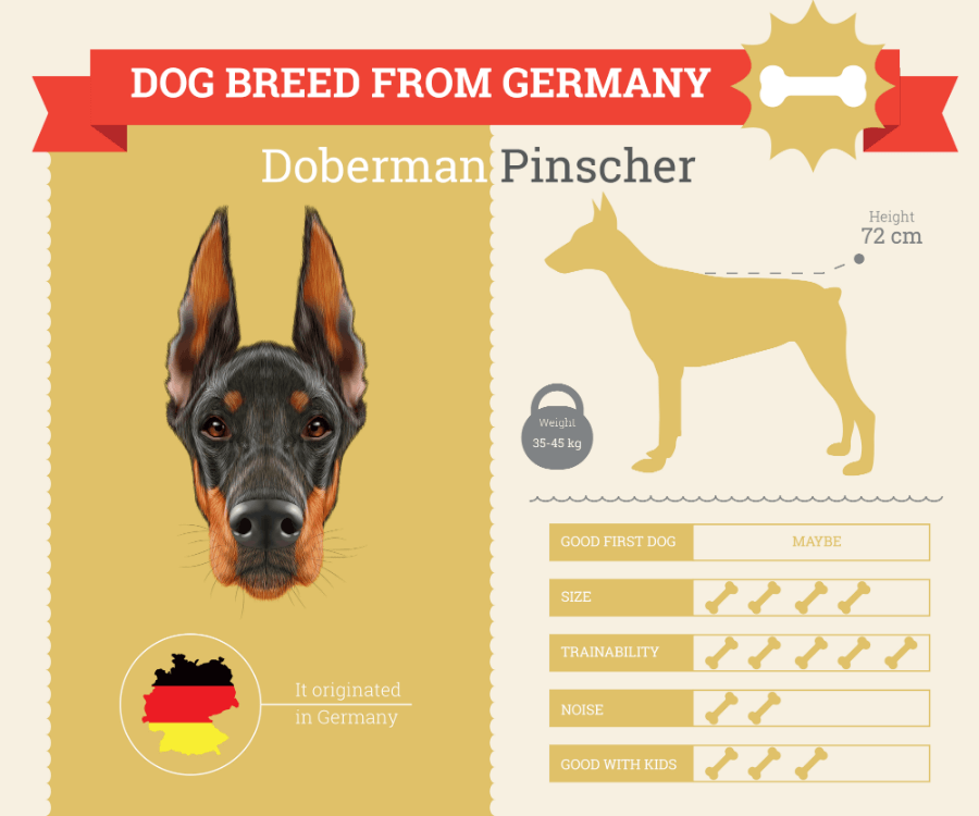 Doberman Pinscher Dog Breed Information infographic