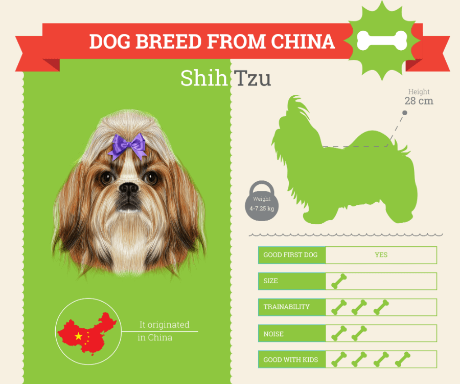 Shih Tzu Dog Breed Information [INFOGRAPHIC]