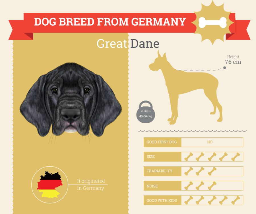 Great Dane Dog Breed Information [INFOGRAPHIC]