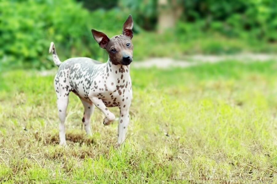 American Hairless Terriers are great for allergy sufferers