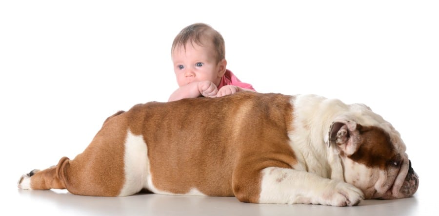 Baby with Bulldog