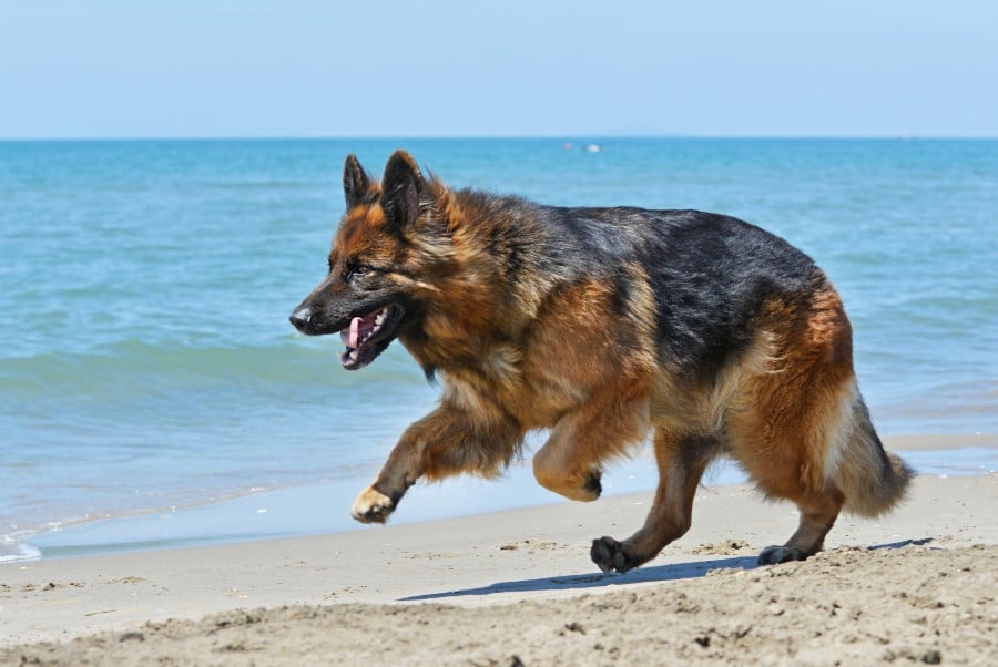 German Shepherd running on the beach