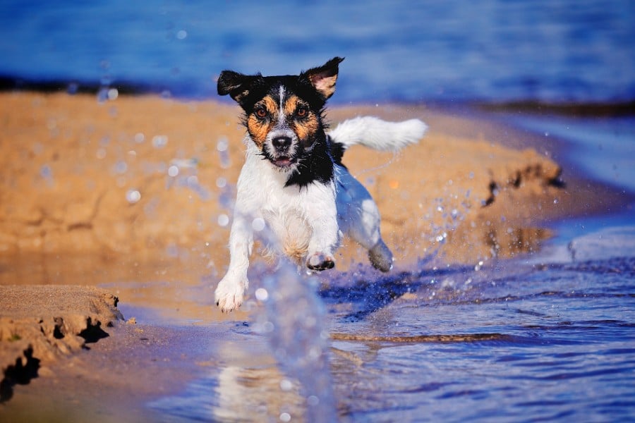 Jack Russell Terrier running in the sea