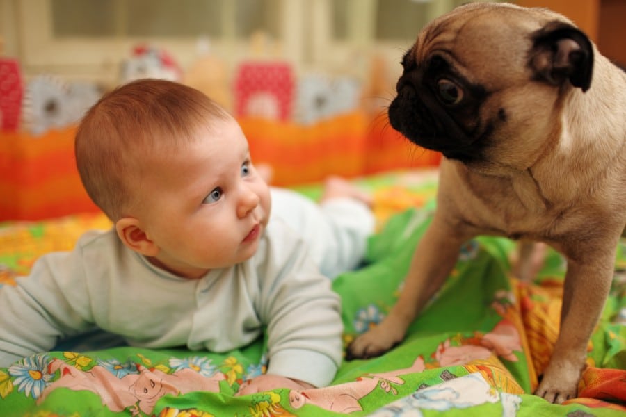 Pug and baby best friends