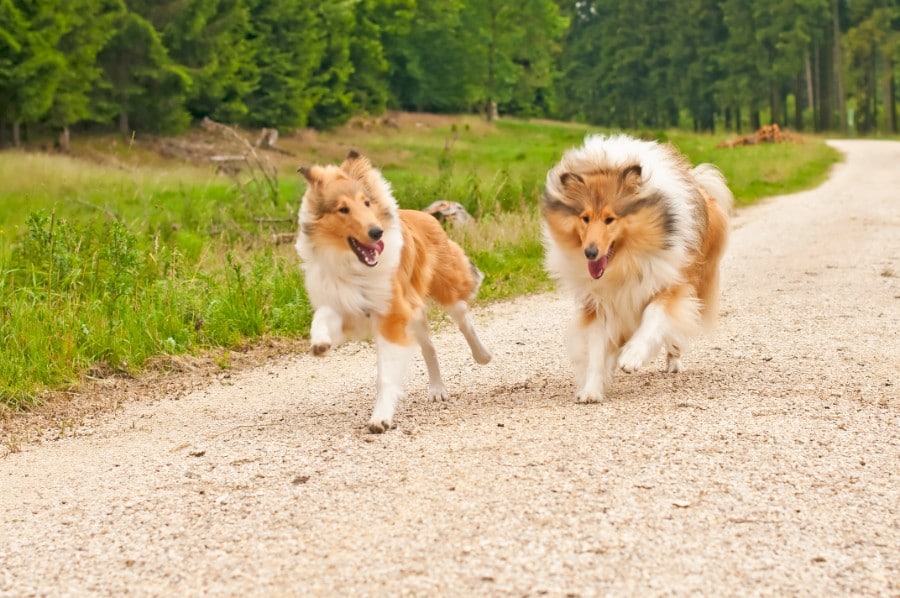 two running Collie dogs