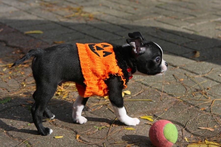 Boston Terrier with knitted pumpkin coat
