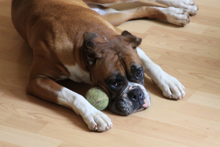 Boxer dog and ball