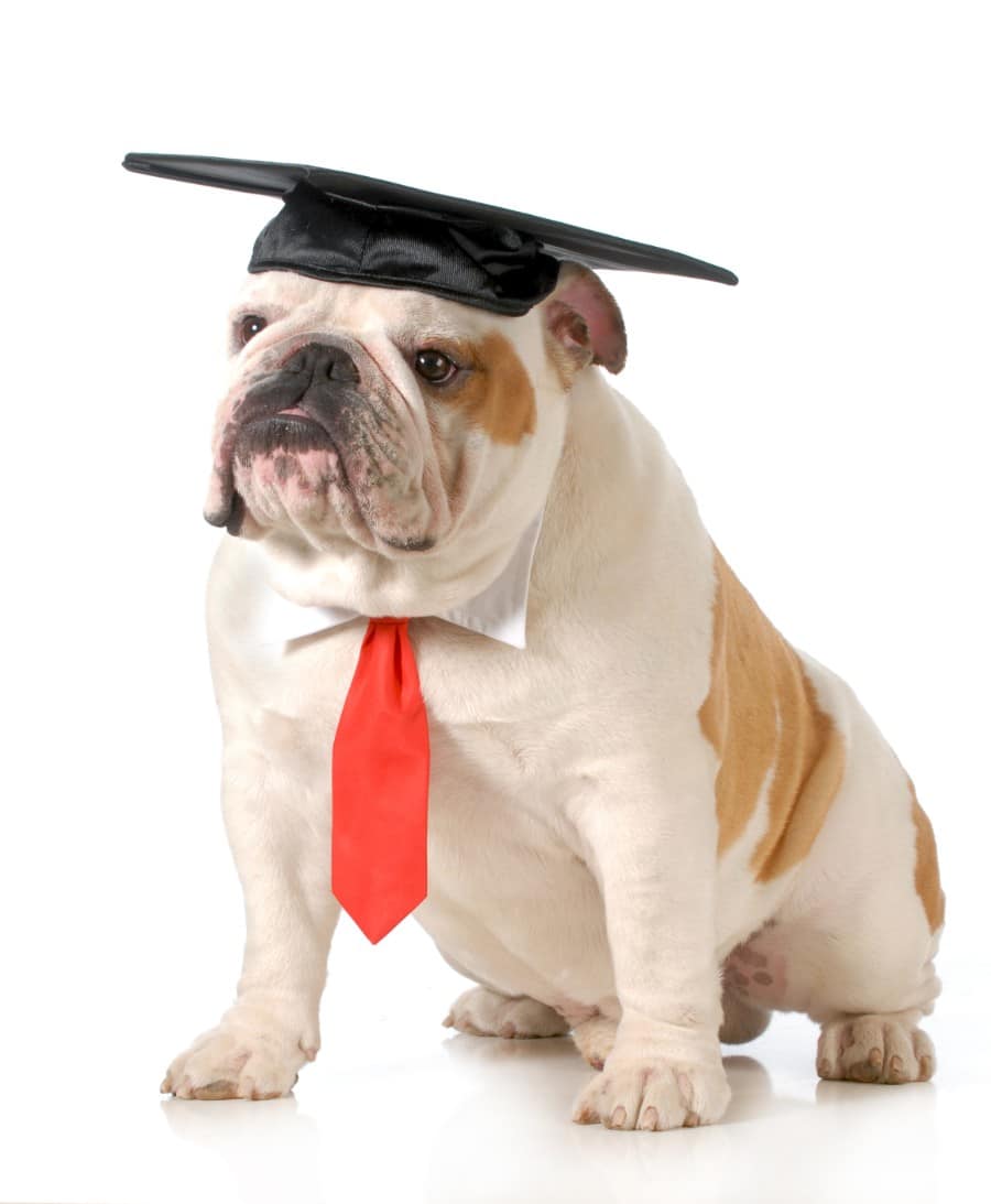 Bulldog college graduation