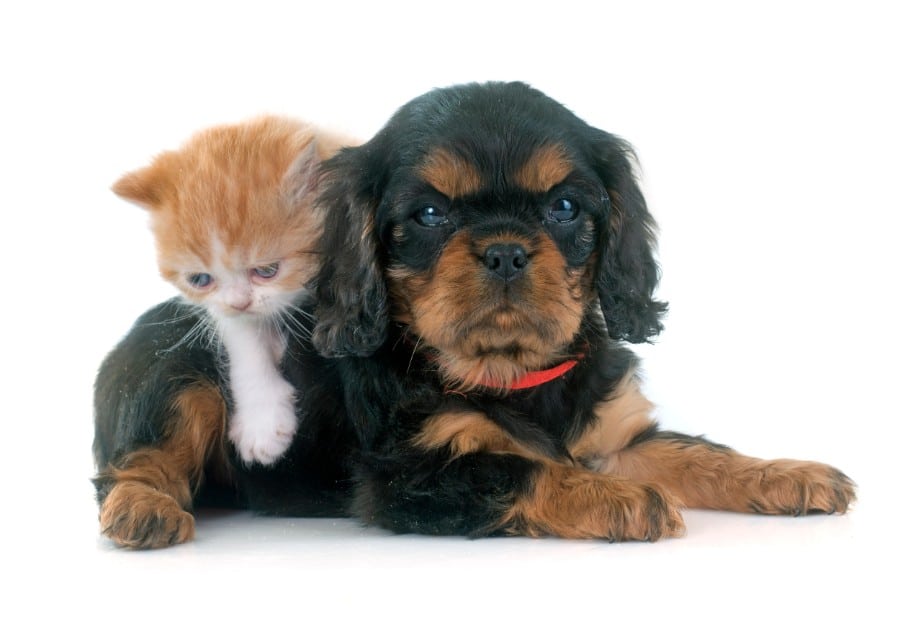 Cavalier King Charles puppy and cat