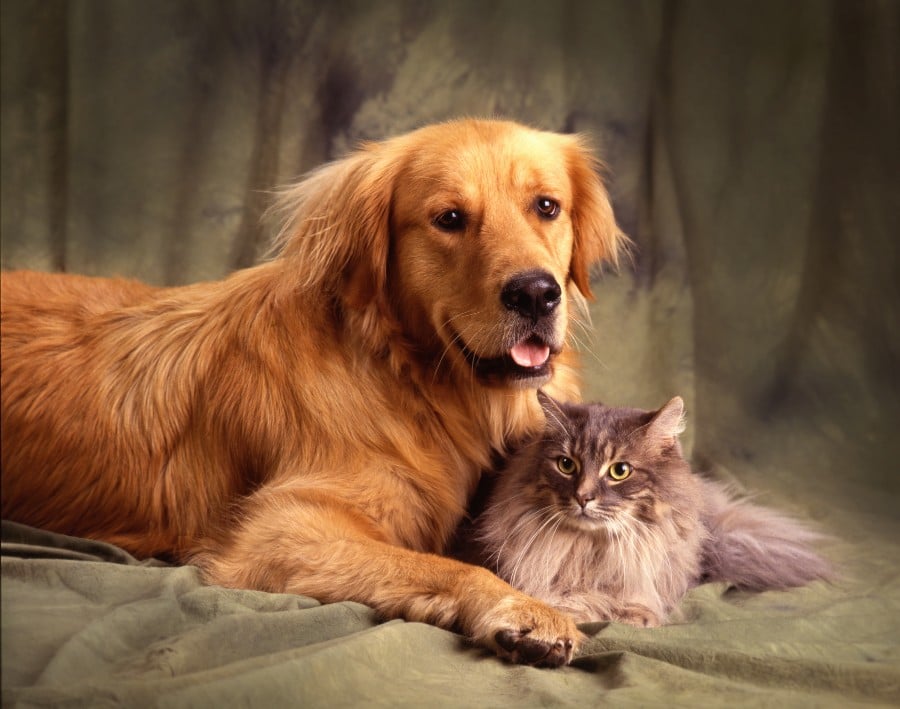 Golden Retriever and cat friend