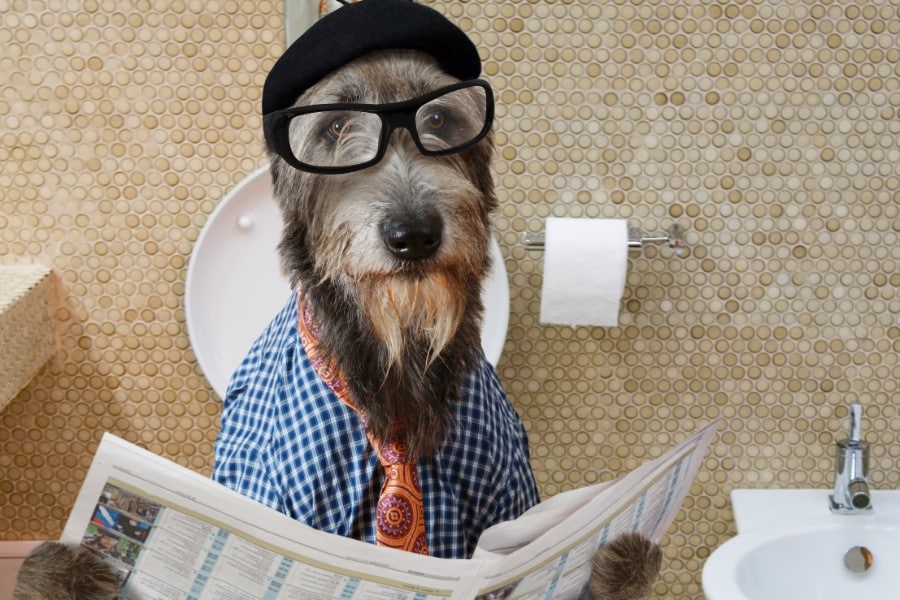 Irish Wolfhound reading newspaper on toilet