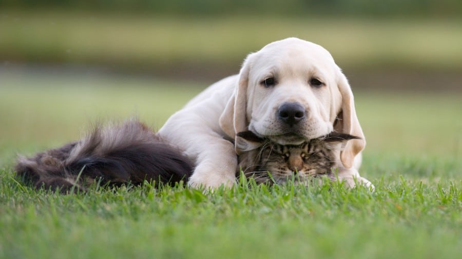 Labrador Retrievers are good with cats