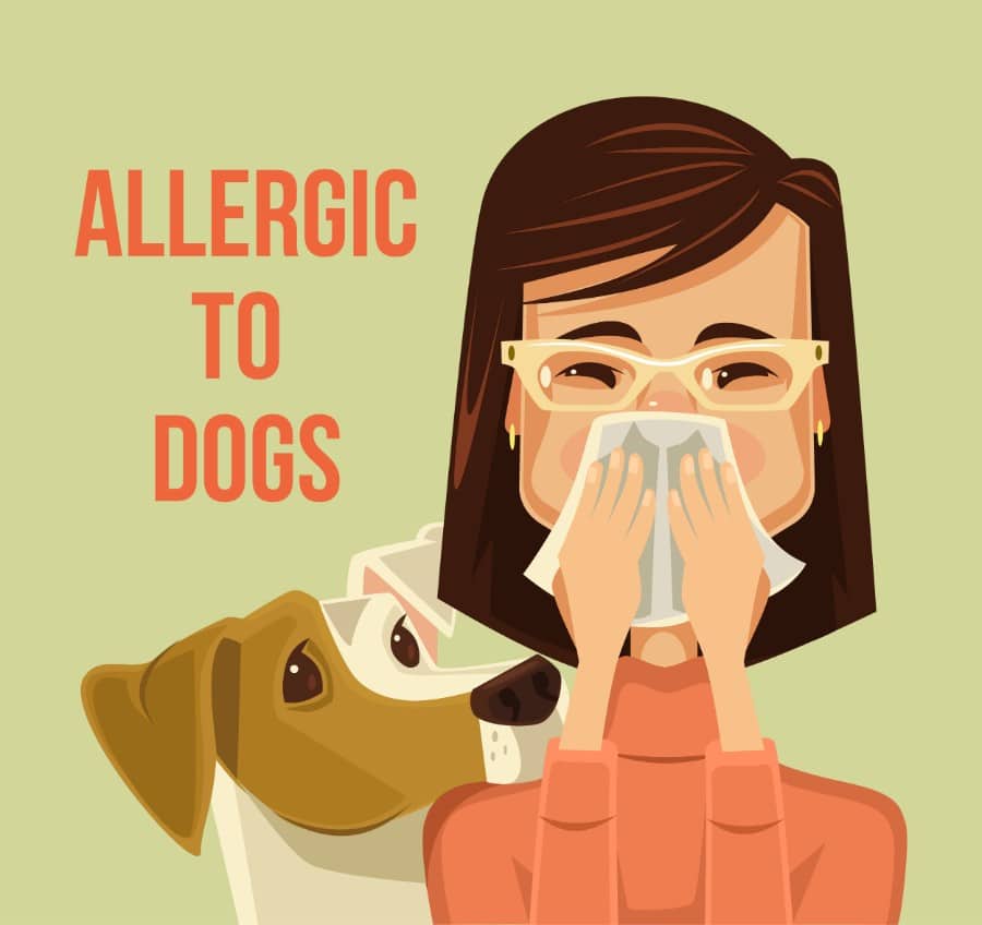 best dogs for allergies 2024