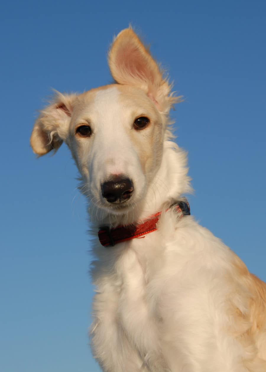 best dogs for college students - Borzoi