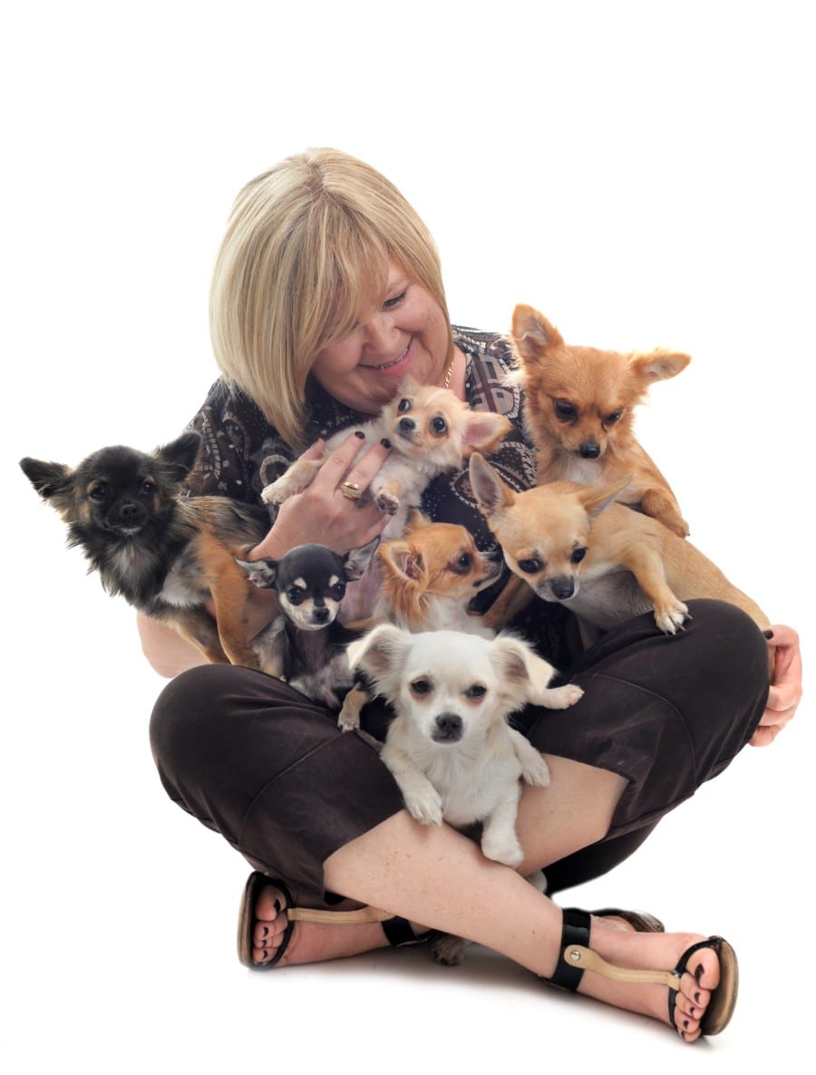 older woman and Chihuahuas
