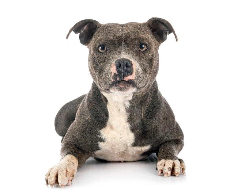 worst dog breeds for cats: Staffordshire Bull Terrier is our #1 pick