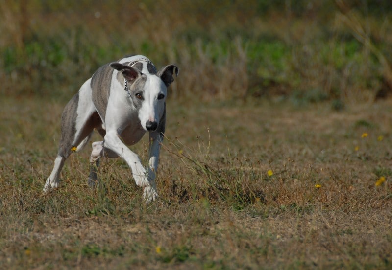 Whippet on the prowl for cats