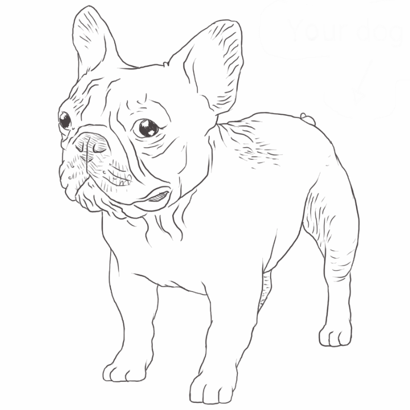 French Bulldog drawing