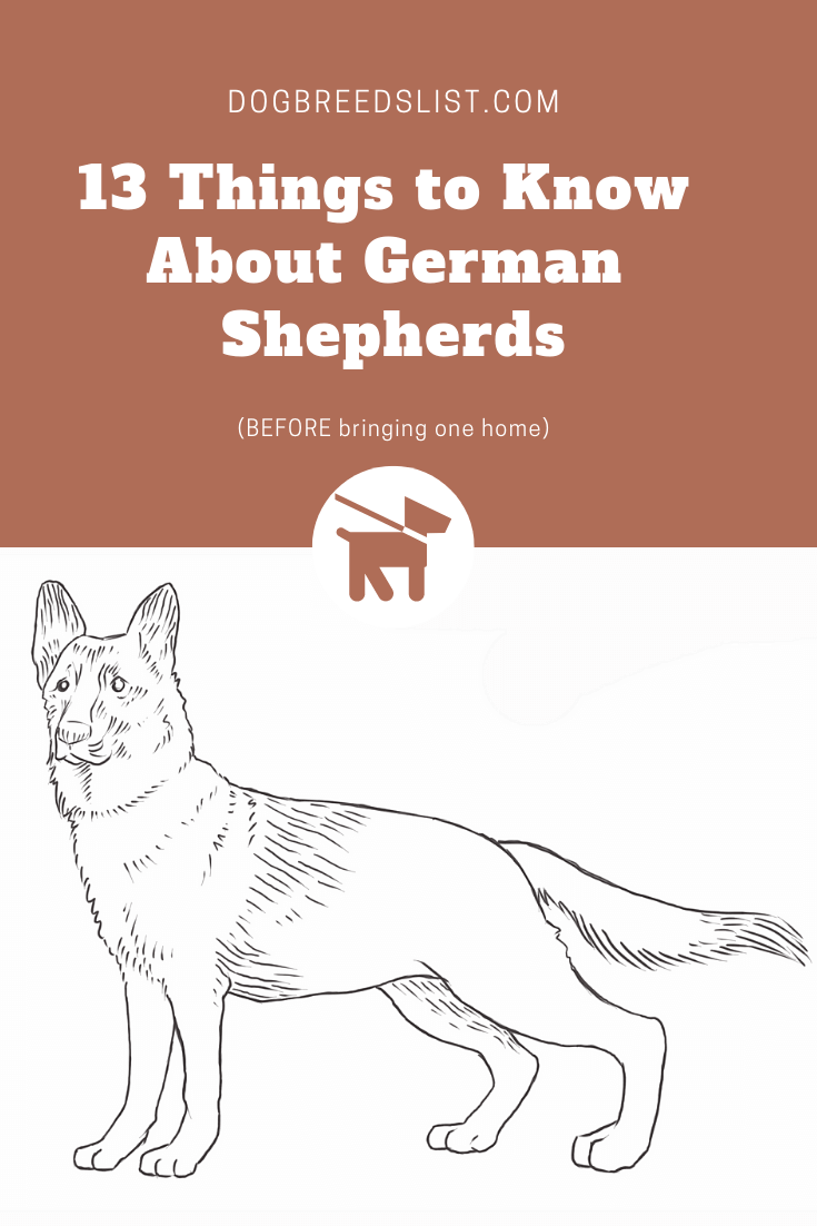 13 Things to Know About German Shepherds