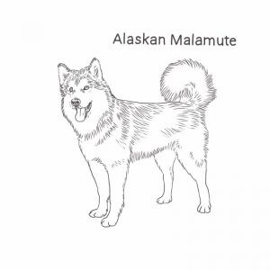 Alaskan Malamute drawing by Dog Breeds List