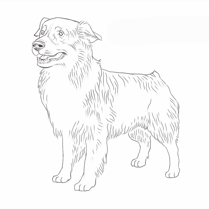 Australian Shepherd drawing