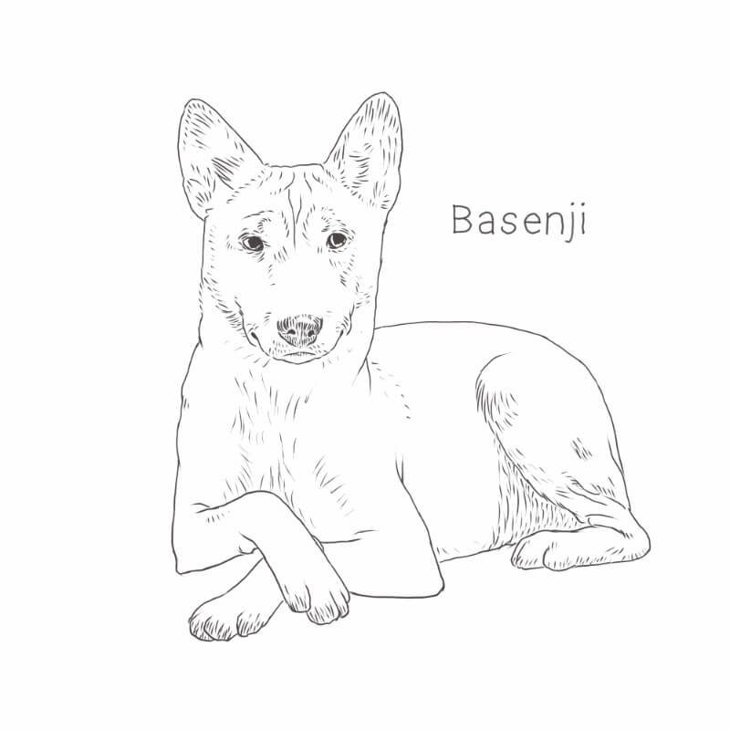 Basenji drawing by Dog Breeds List