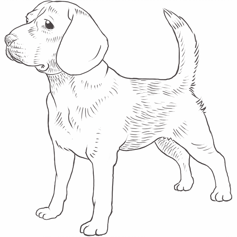 Beagle Drawing - Carinewbi