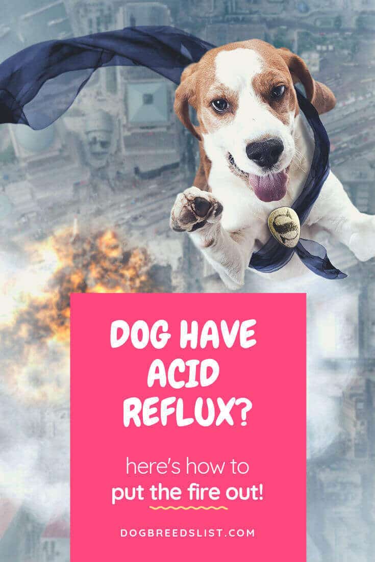 best dry dog food for acid reflux