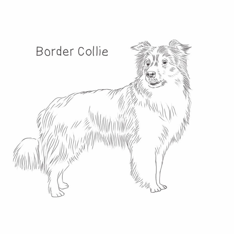 Border Collie