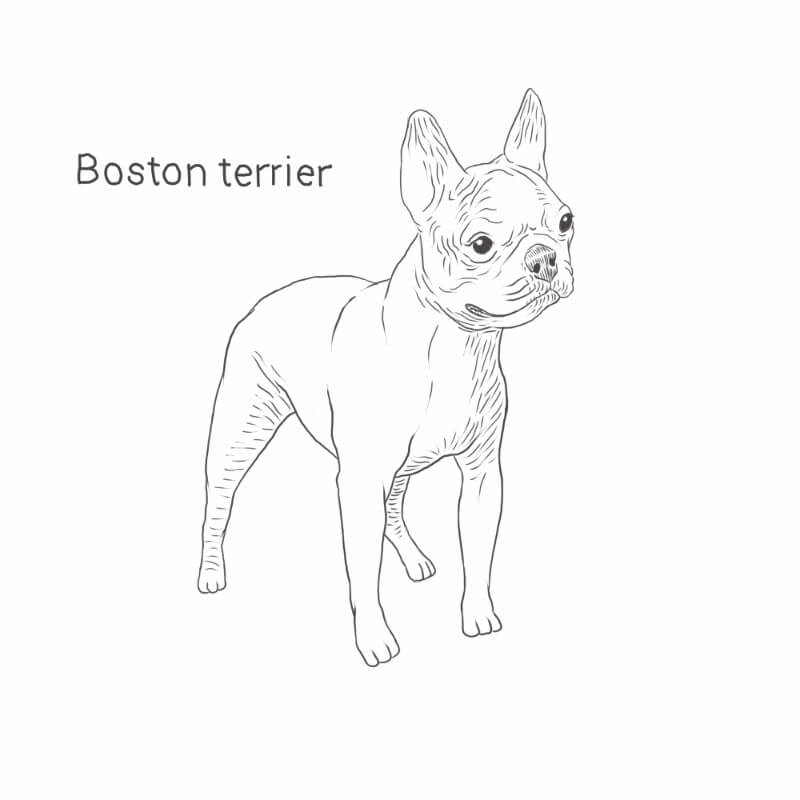 what breeds created the boston terrier