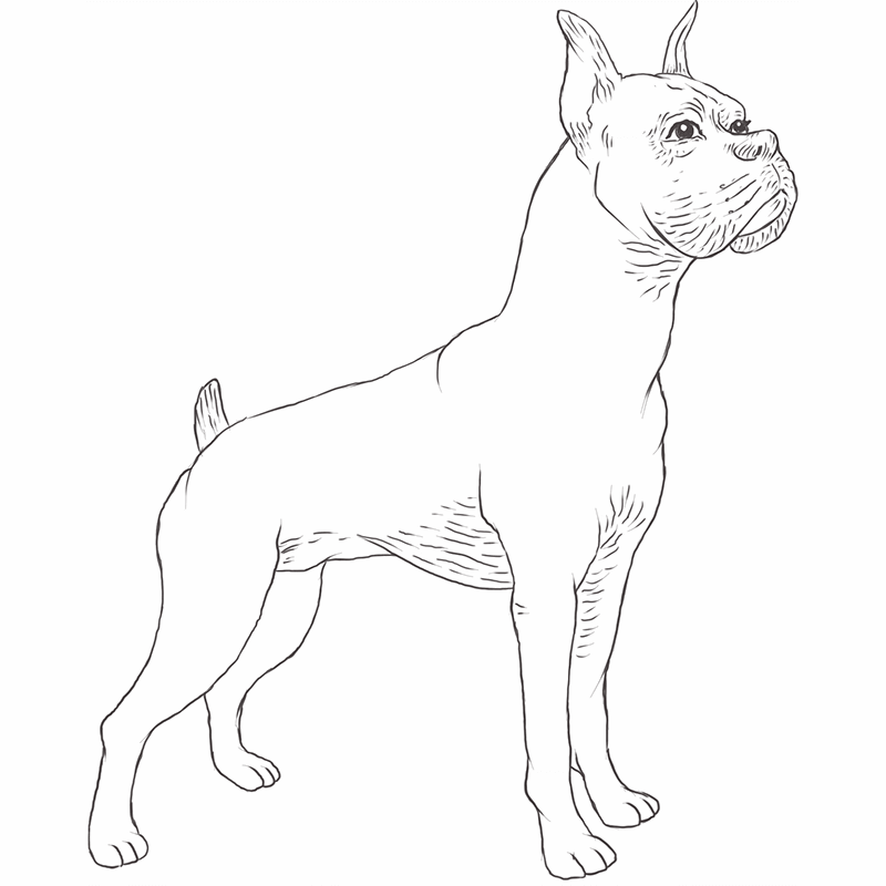 Boxer Dog drawing by Dog Breeds List