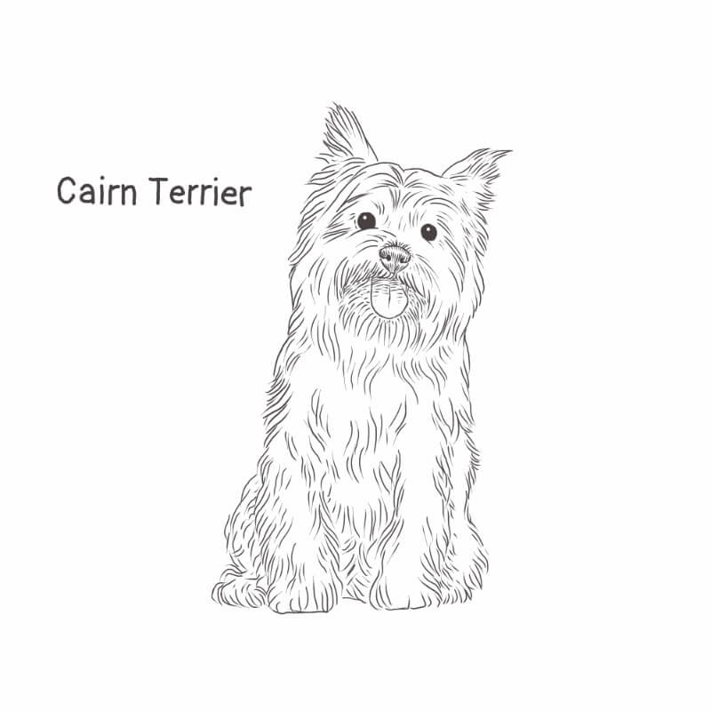 how do you bathe a cairn terrier