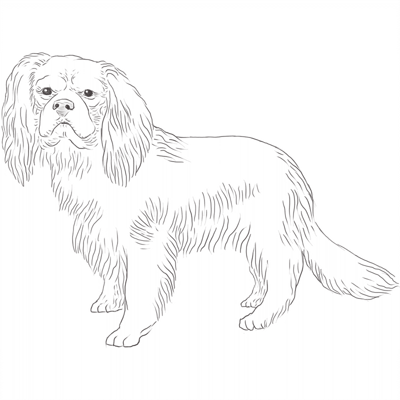 Cavalier King Charles Spaniel drawing by Dog Breeds List