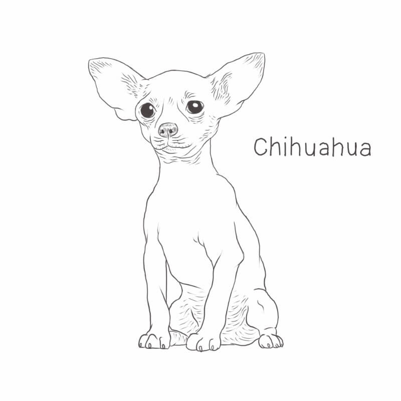 Simple Sketches To Draw All Kinds Of Dogs with Pencil