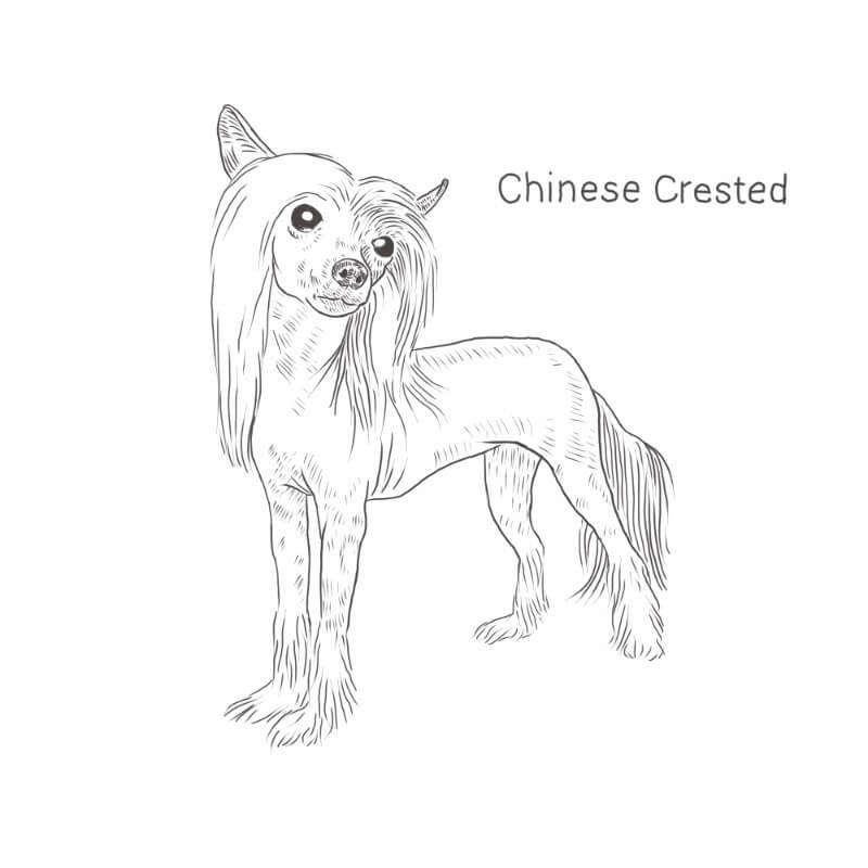 Chinese Crested drawing by Dog Breeds List