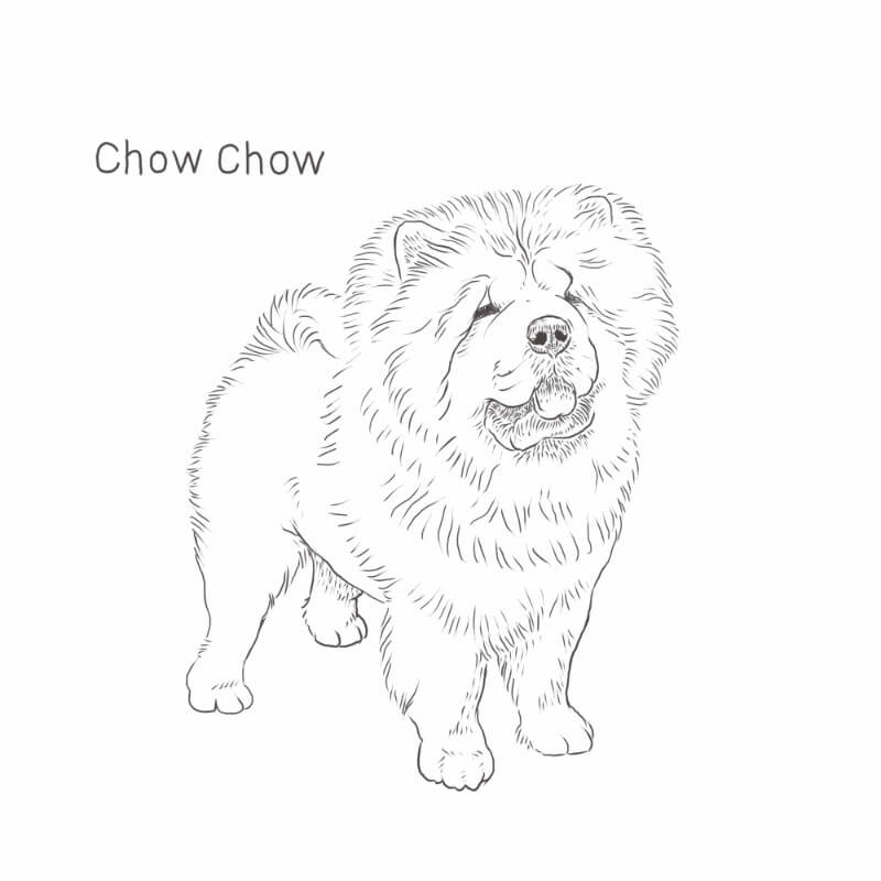 Chow Chow drawing by Dog Breeds List