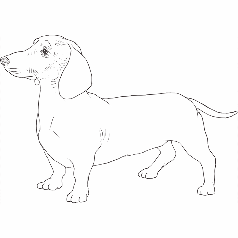 Dachshund drawing by Dog Breeds List