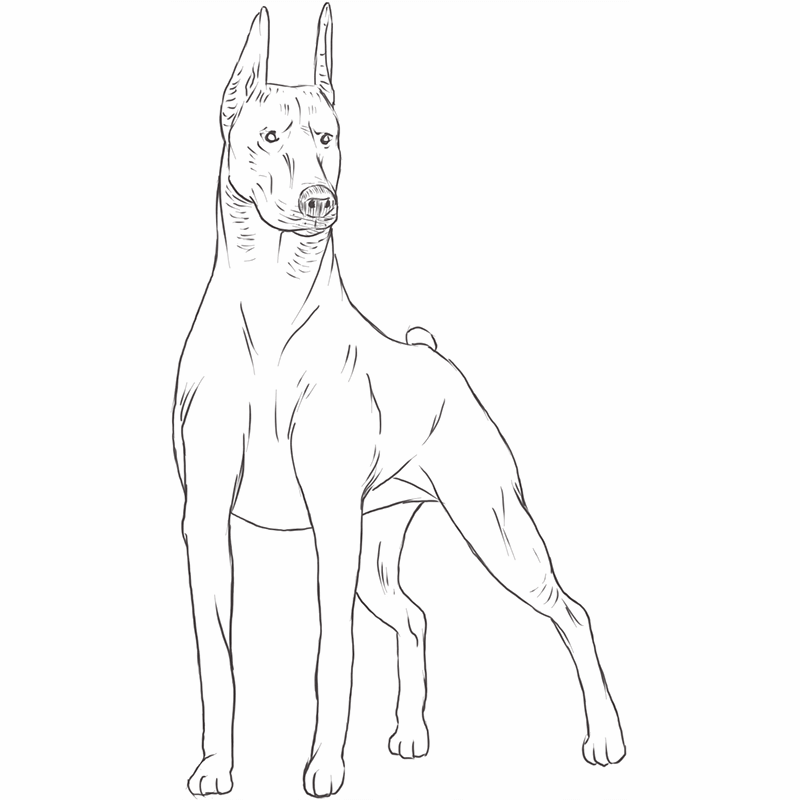 Doberman Pinscher drawing by Dog Breeds List