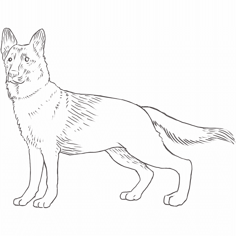 easy drawings of german shepherds