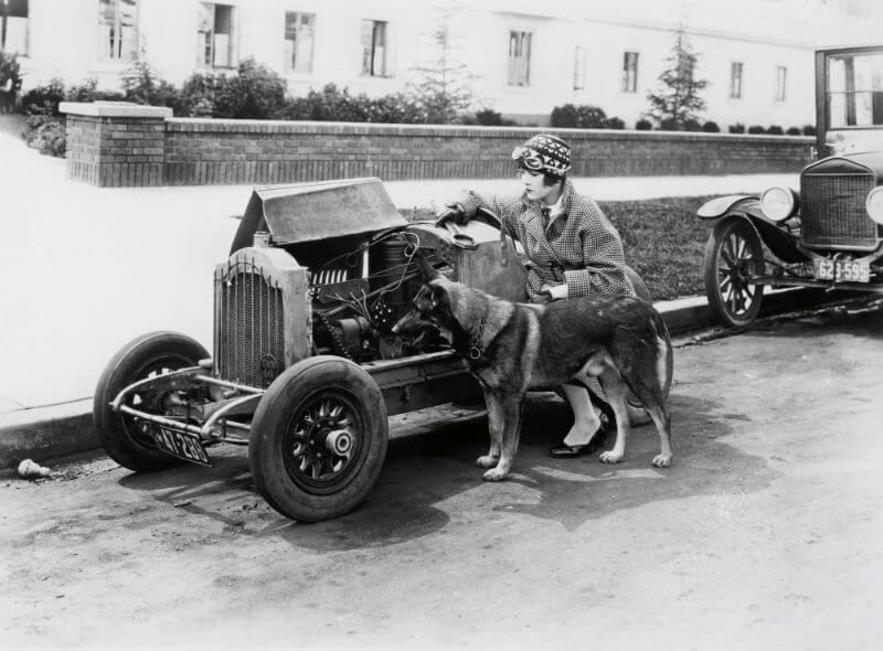 German Shepherd Working Dog