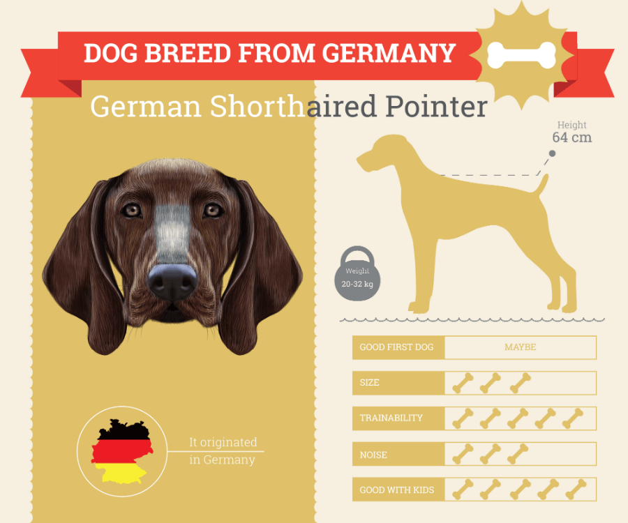 German Shorthaired Pointer Dog Breed Information Infographic