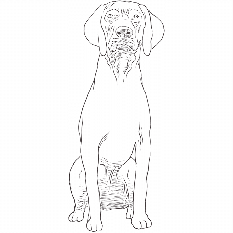 German Shorthaired Pointer drawing by Dog Breeds List