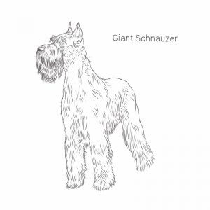 Giant Schnauzer drawing by Dog Breeds List